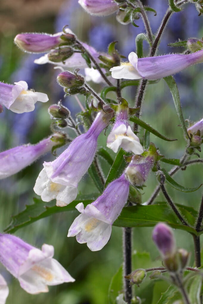 hairy penstemon