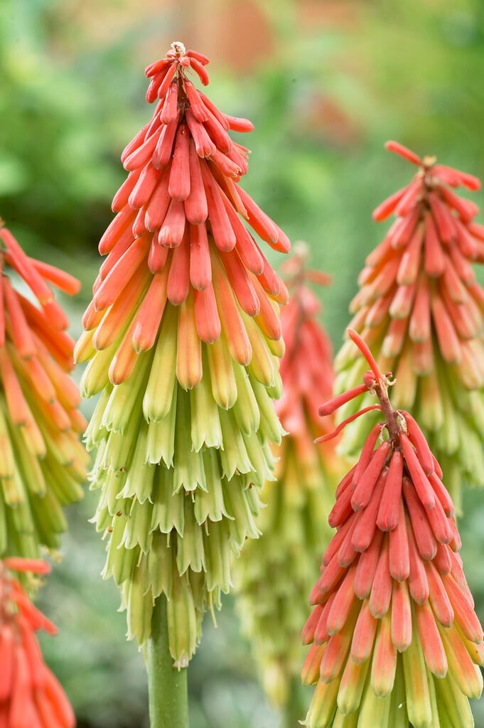 red-hot poker 'Traffic Lights'