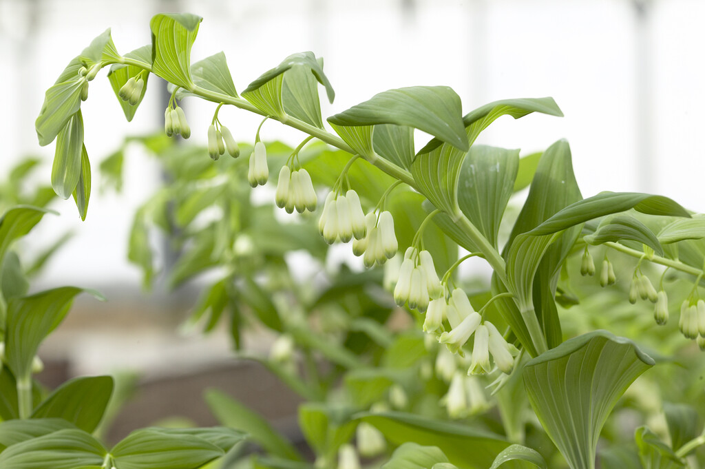 garden Solomon's seal