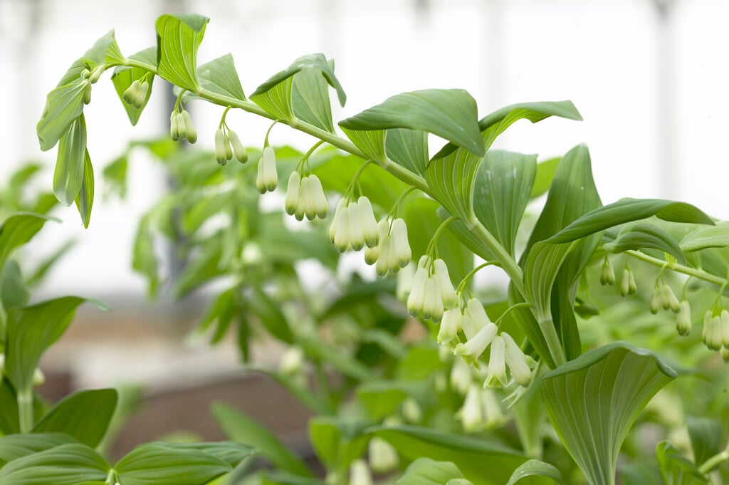 garden Solomon's seal