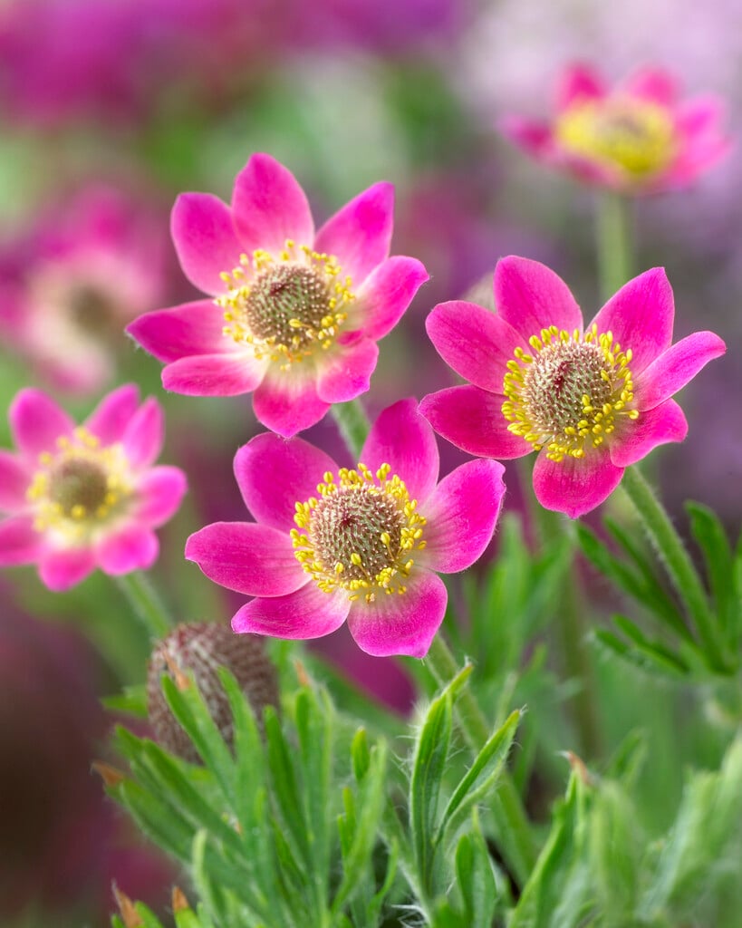 Rocky Mountain windflower 'Rubra'