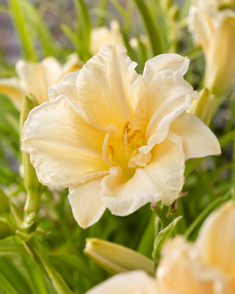daylily 'Schnickel Fritz'