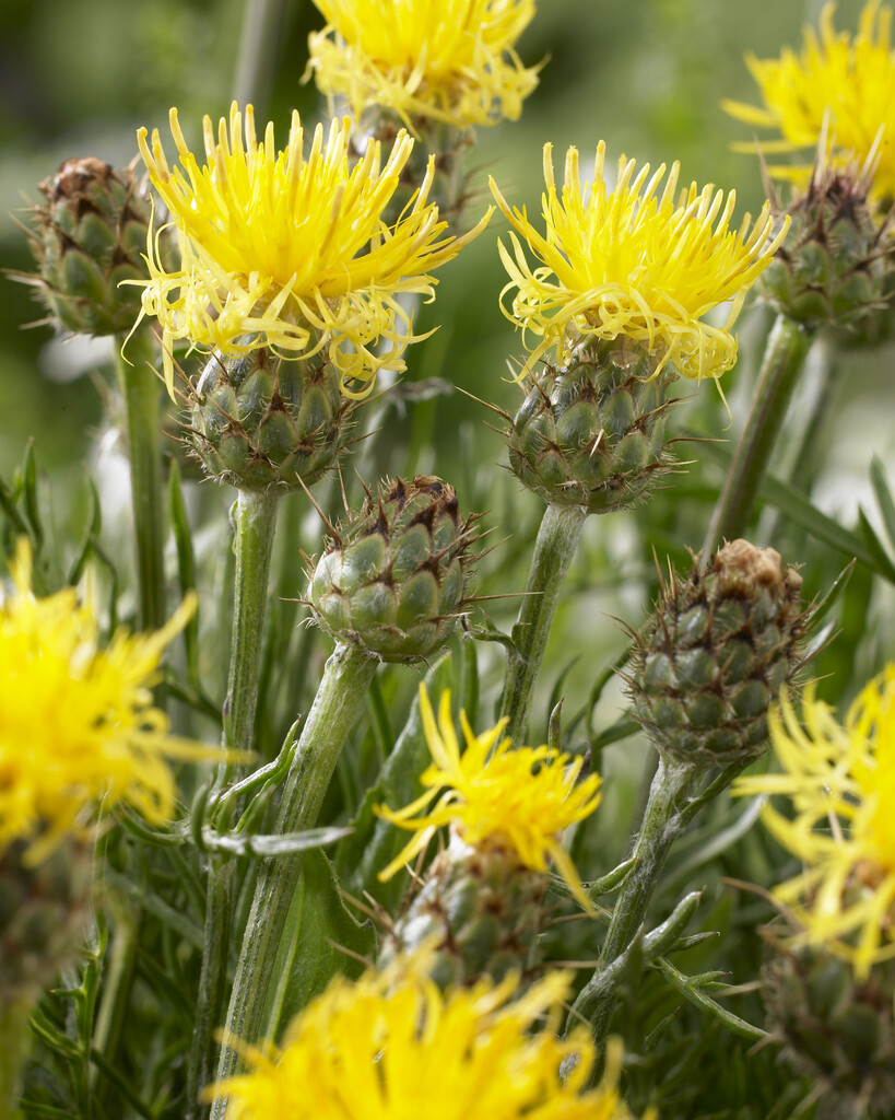 <i>Centaurea</i> <i>rupestris</i>