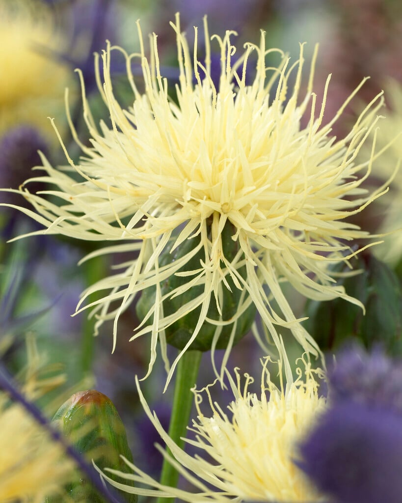 Russian knapweed