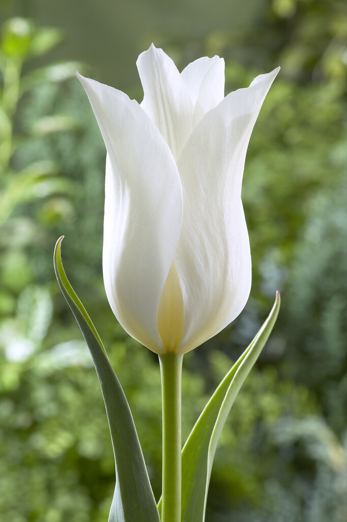 tulip 'White Elegance'