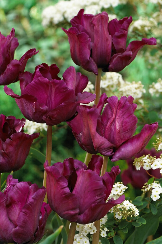 tulip 'Muriel'