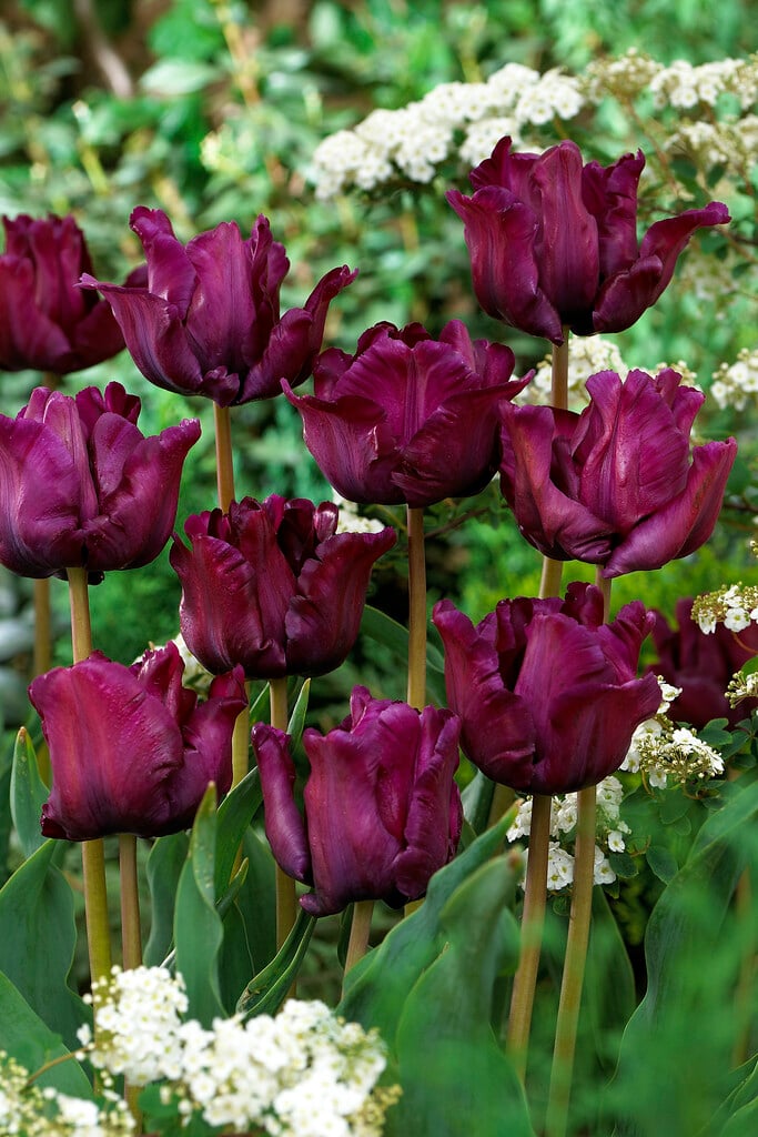 tulip 'Muriel'