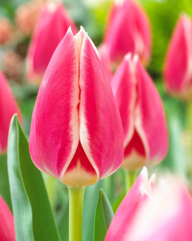 tulip 'Candy Apple Delight'