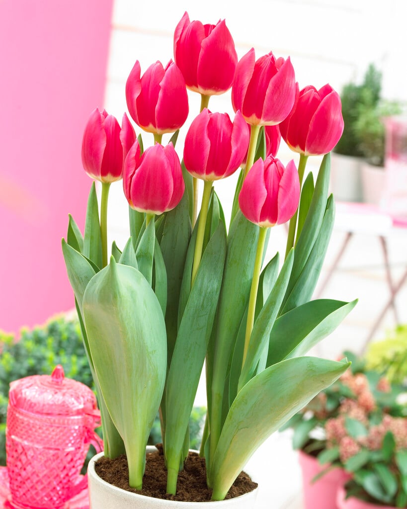 tulip 'Rosy Delight'