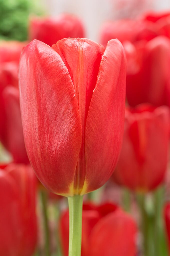 tulip 'Sky High Scarlet'