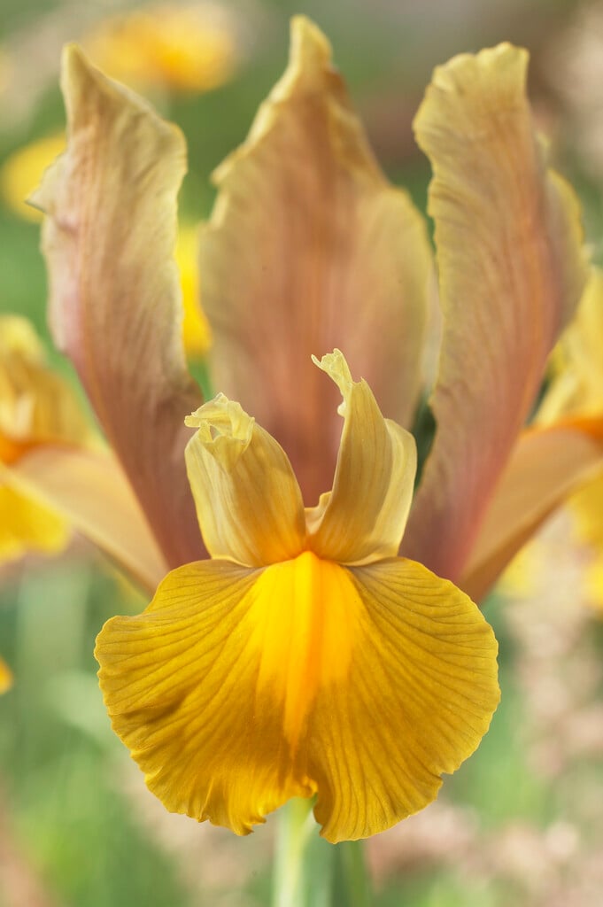<i>Iris</i> 'Bronze Beauty' (Dut)