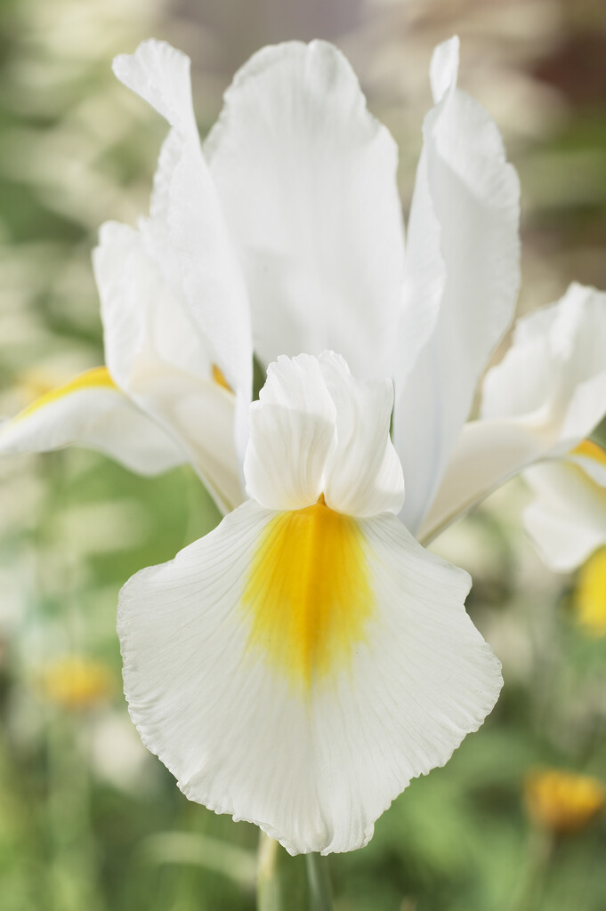 iris 'Cream Beauty'