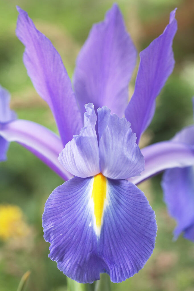 iris 'Discovery'