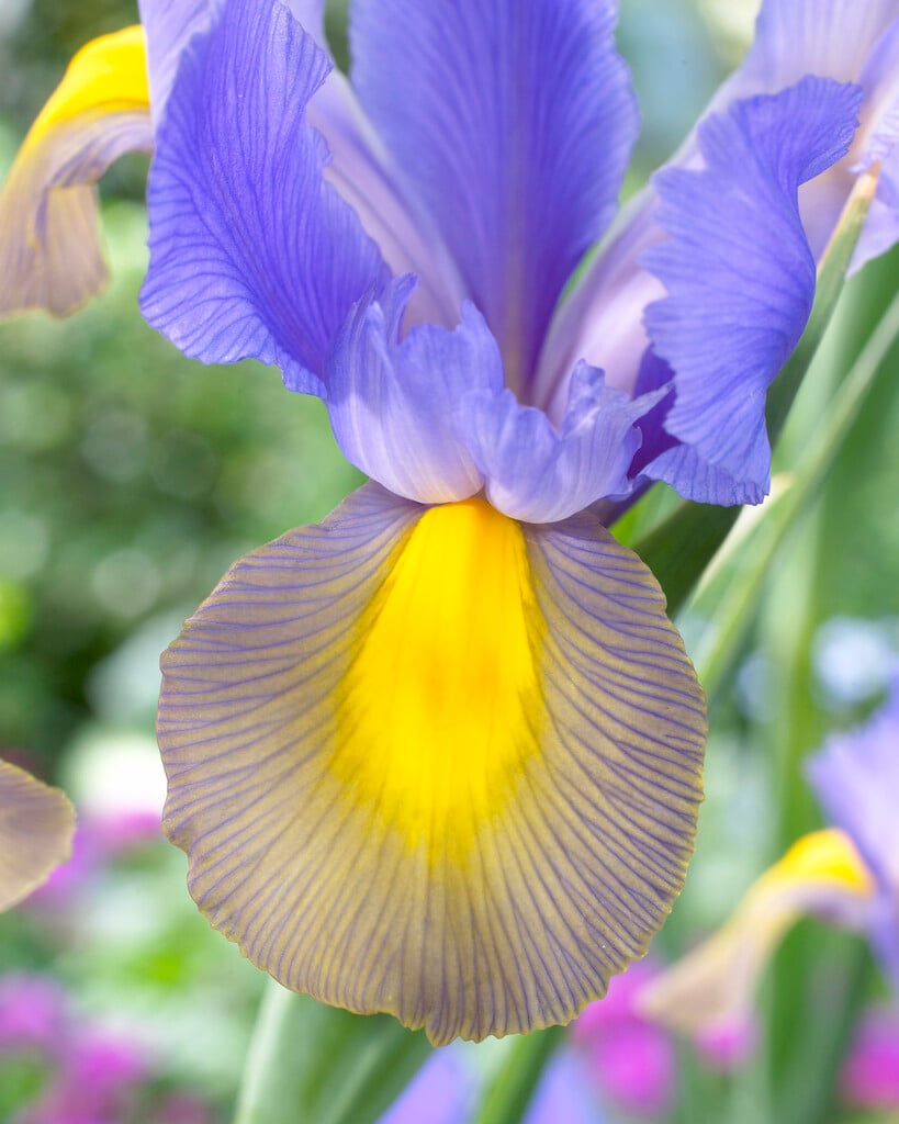 iris 'Mystic Beauty'