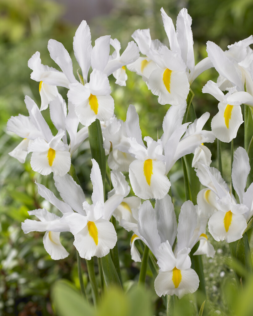 <i>Iris</i> 'Mount Everest' (TB)