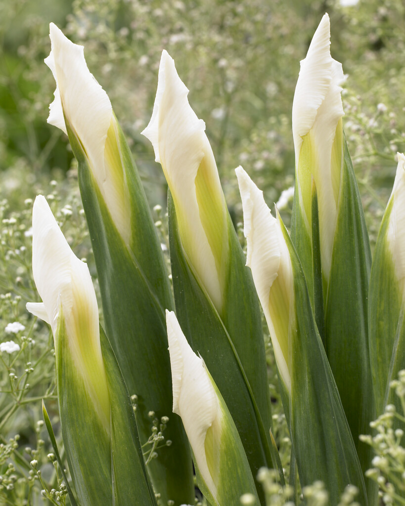 <i>Iris</i> 'Mount Everest' (TB)