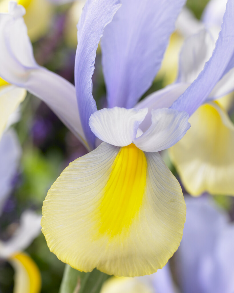 <i>Iris</i> 'Oriental Beauty' (TB)