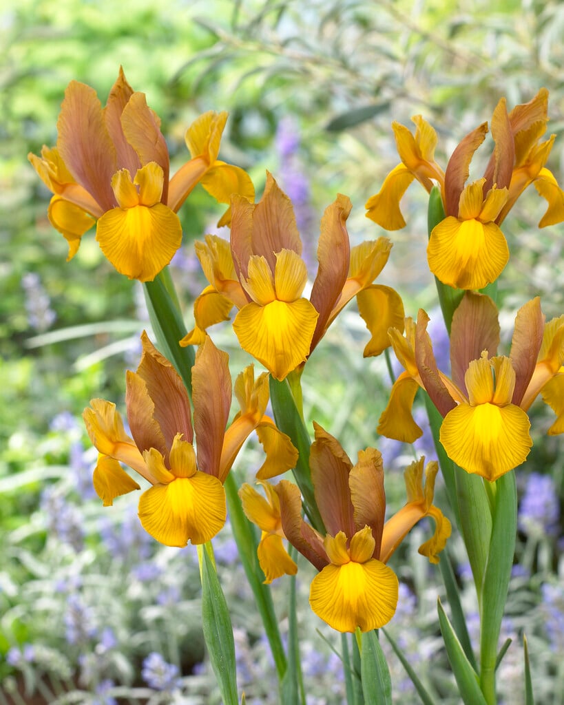 <i>Iris</i> 'Bronze Beauty' (Dut)