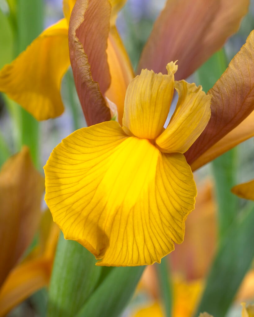 <i>Iris</i> 'Bronze Beauty' (Dut)