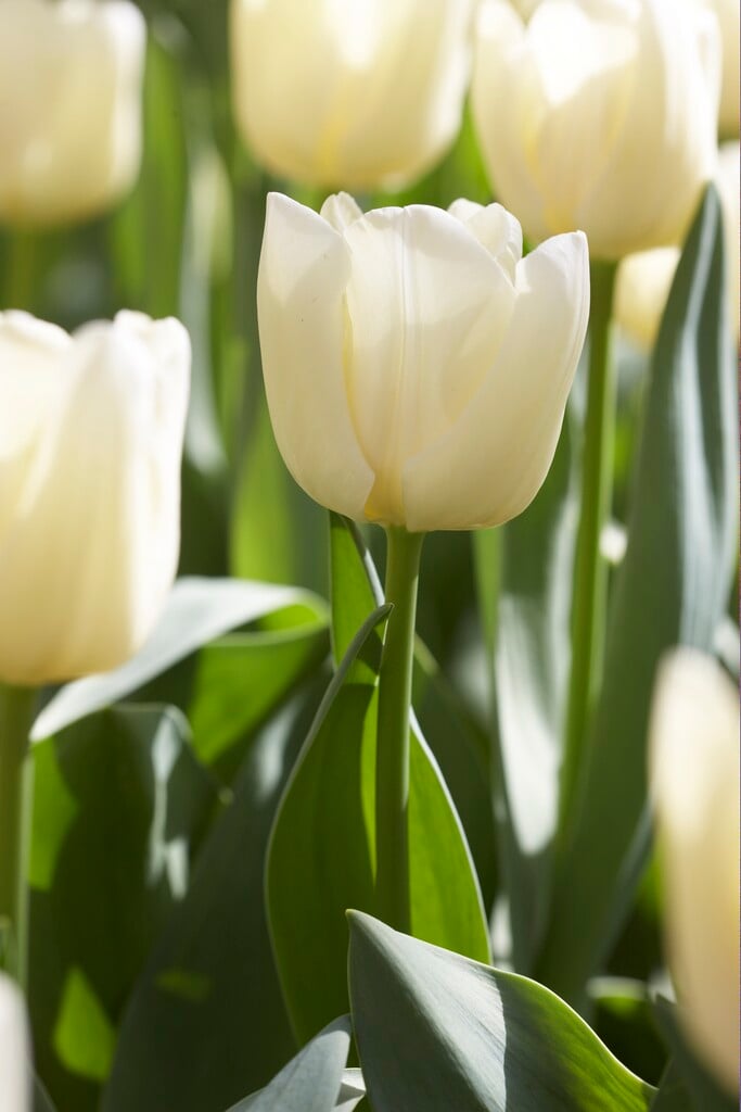 tulip 'Cheers'
