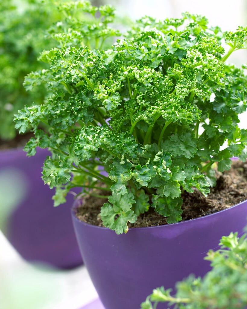 parsley