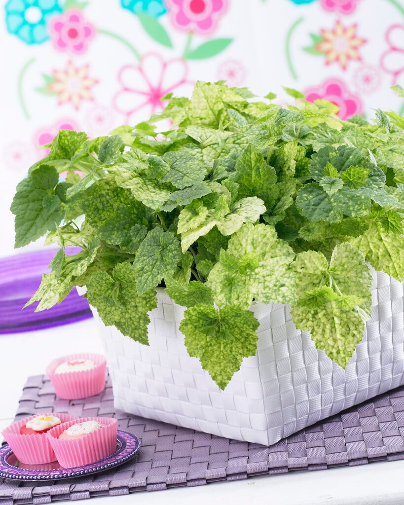 pickaback plant
