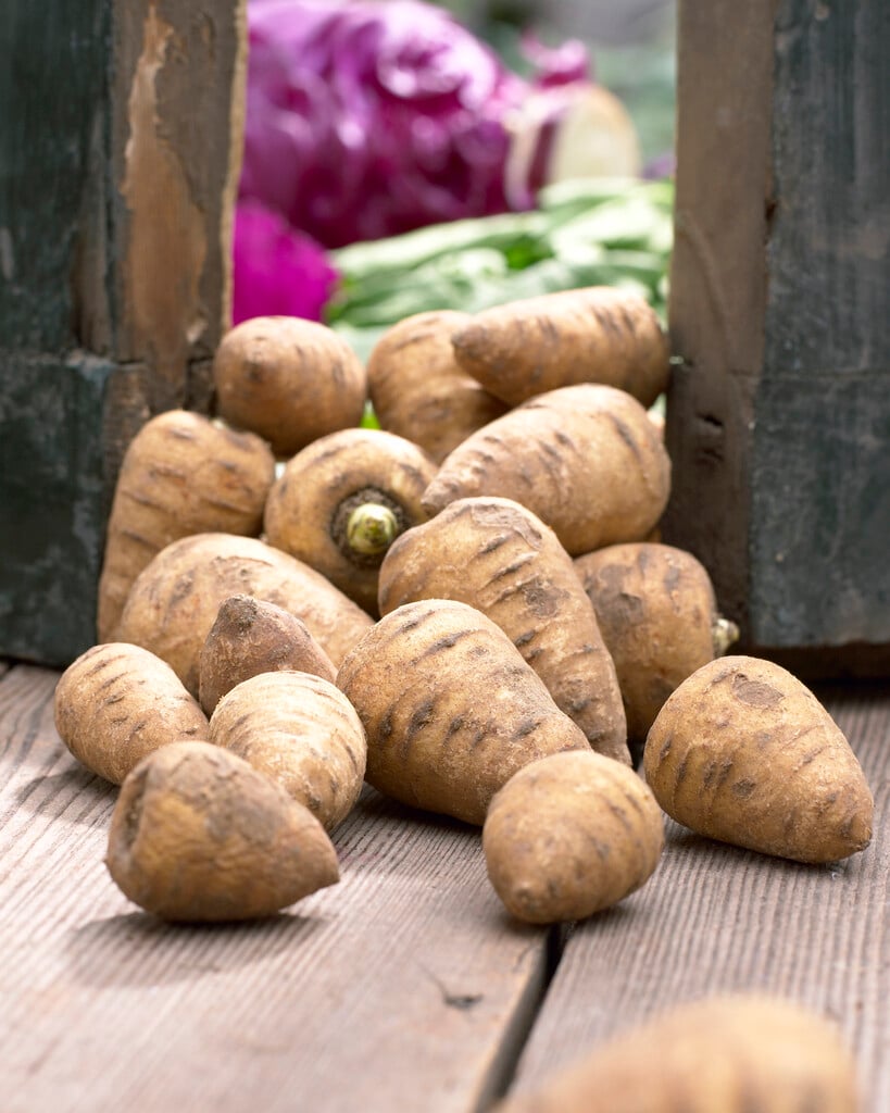 bulbous-rooted chervil