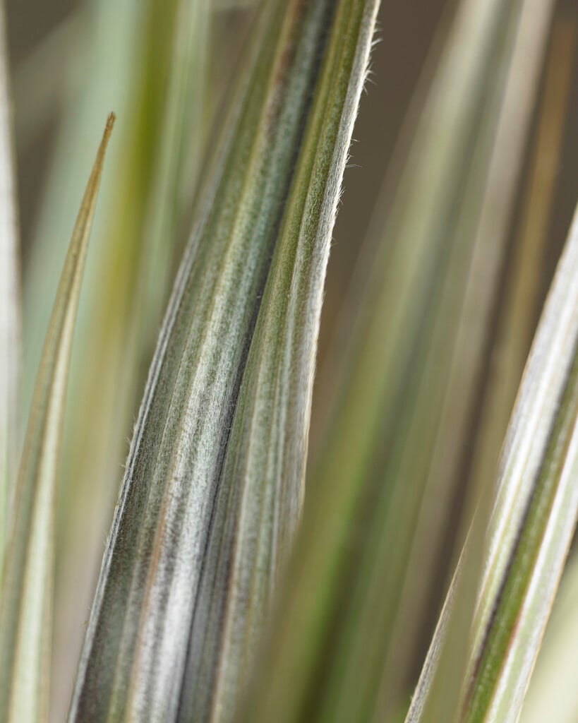 <i>Astelia</i> 'Bronze Spear'