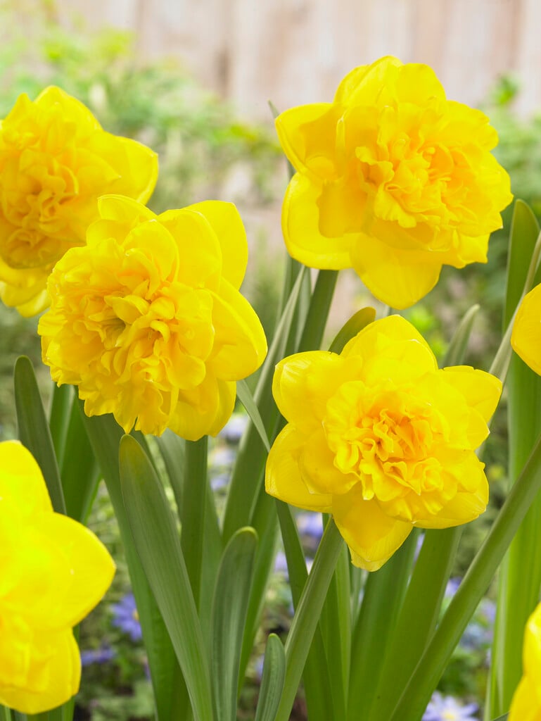 daffodil 'Eastertide'
