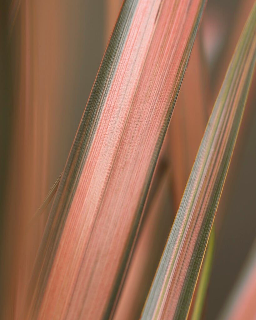 flax lily 'Pink Panther'