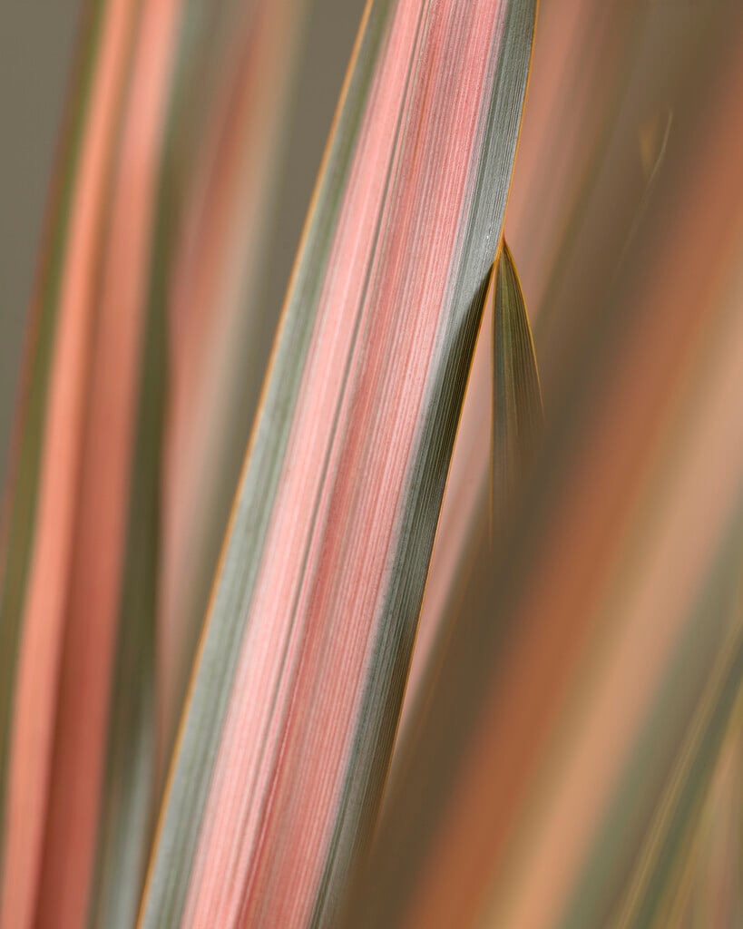 flax lily 'Maori Sunrise'
