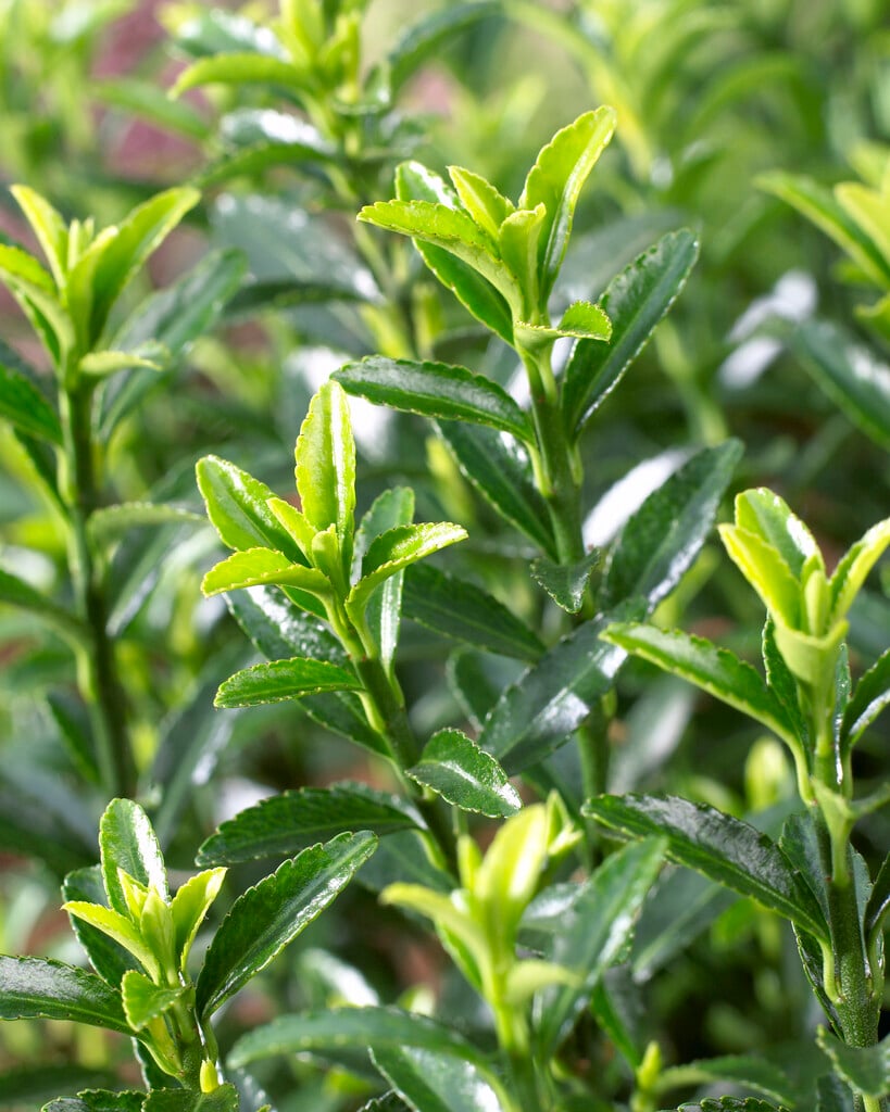 Japanese spindle 'Microphyllus'