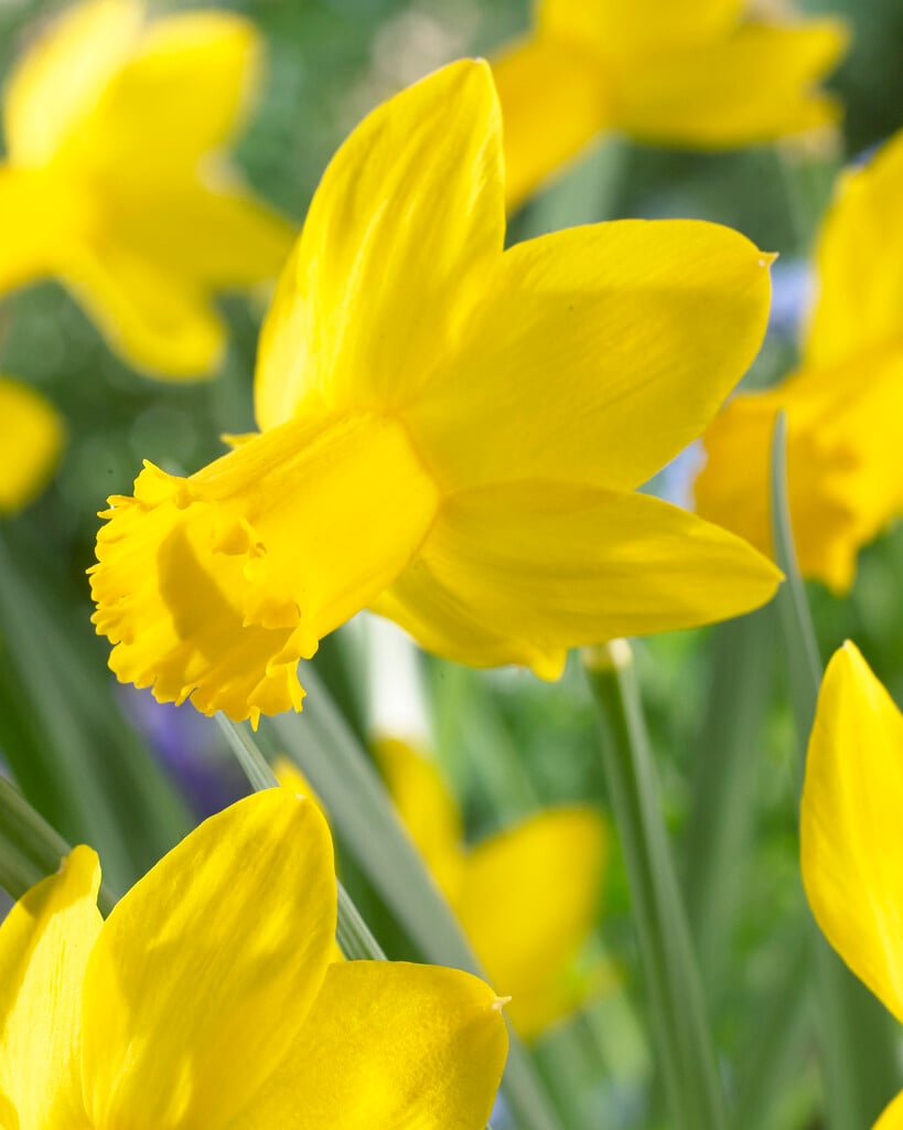 daffodil 'The Alliance'