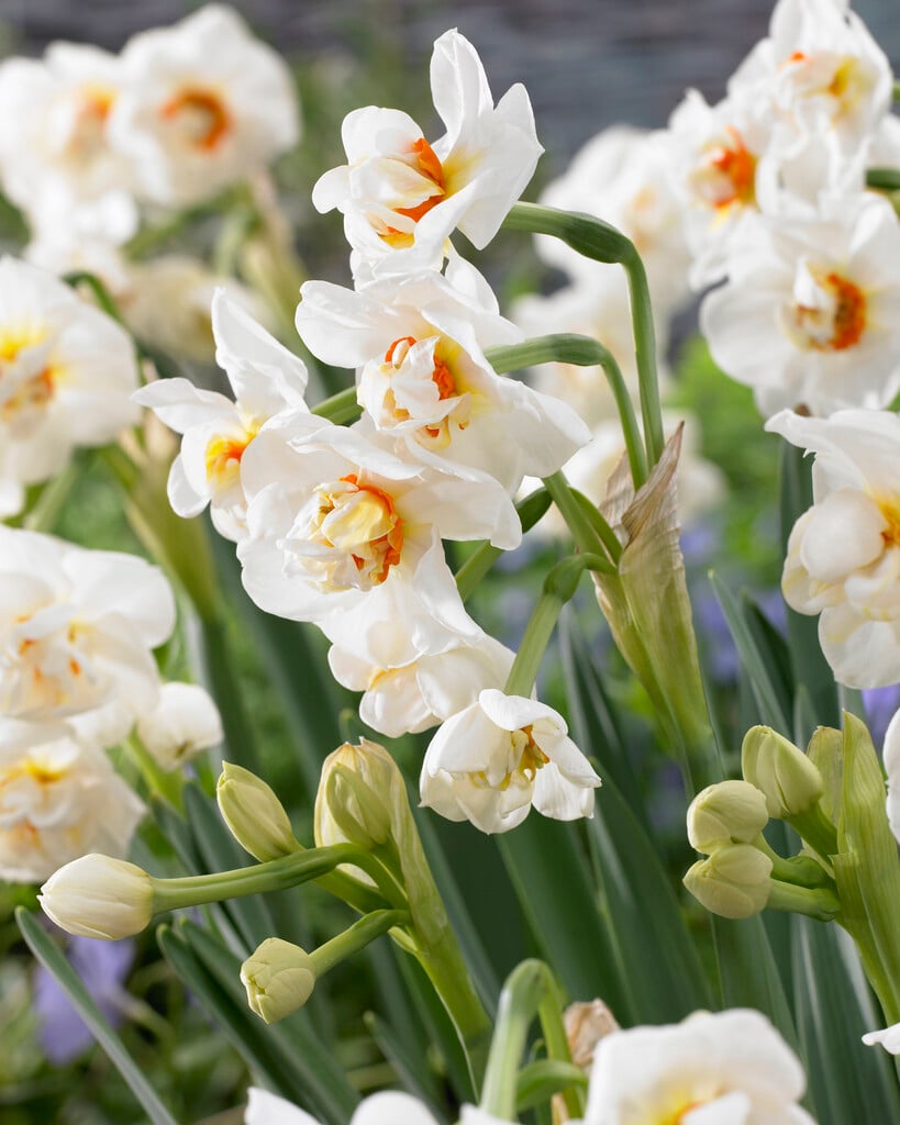 daffodil 'Abba'