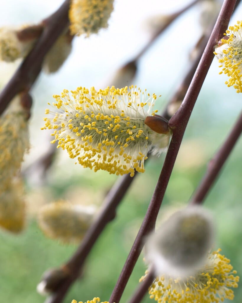 Kilmarnock willow