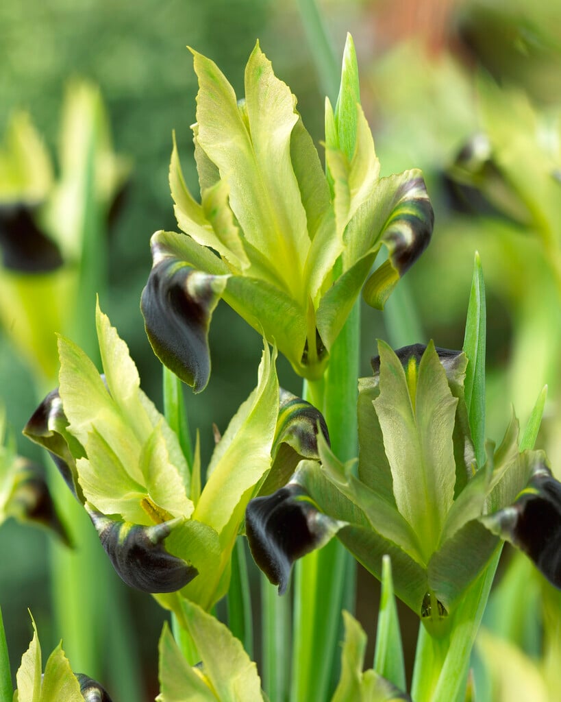 snake's head iris