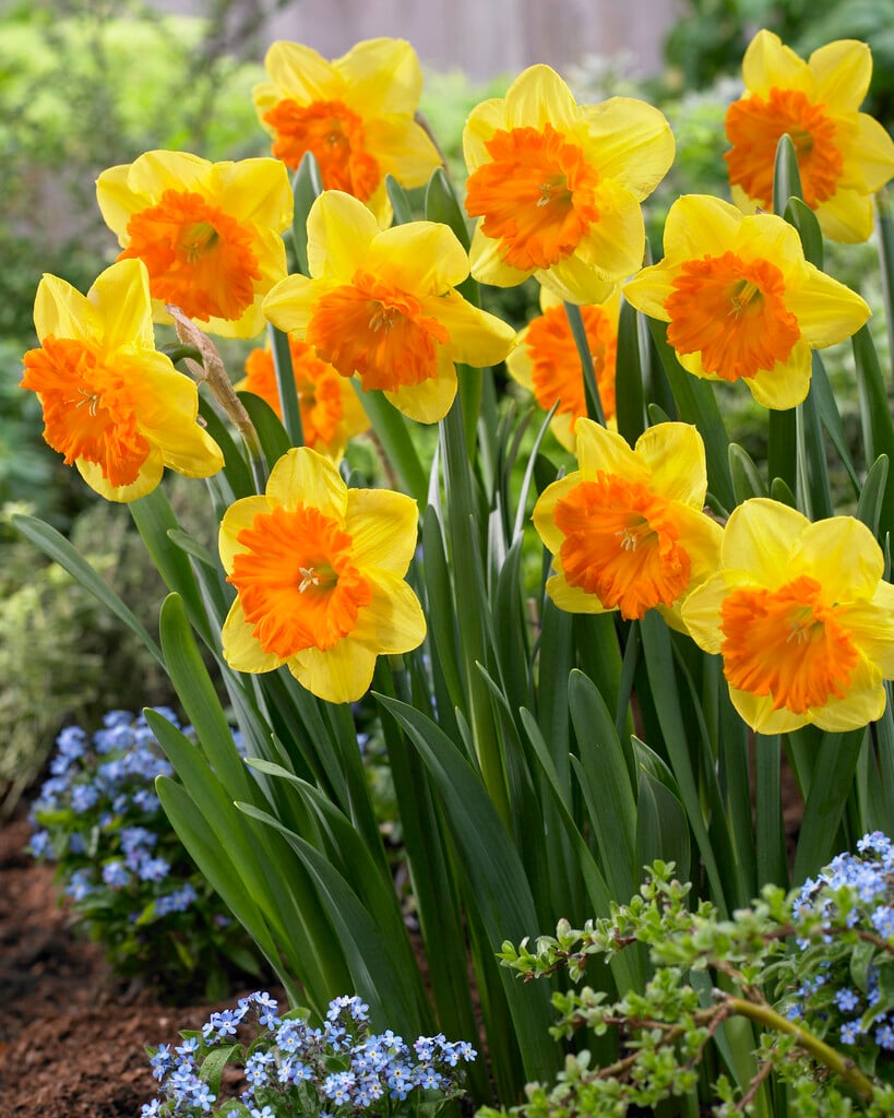 daffodil 'Sunlover'