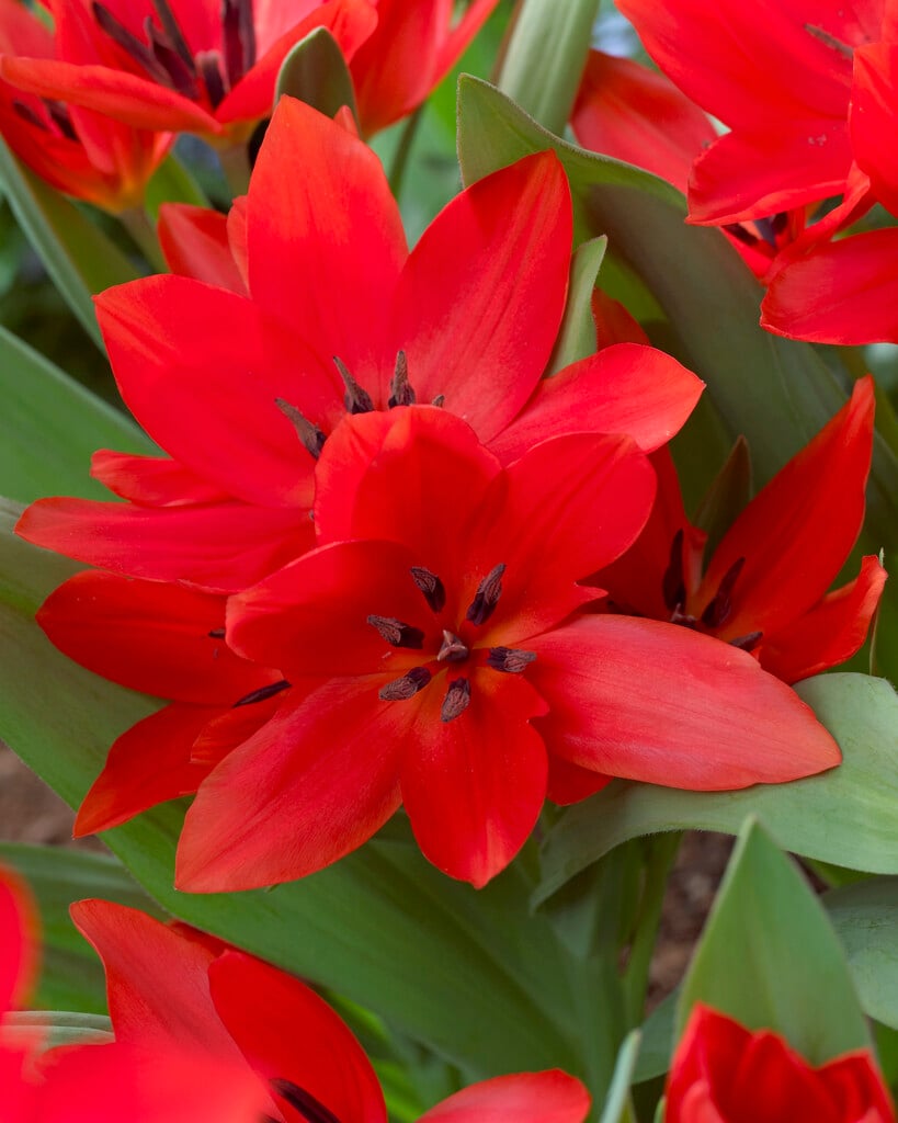 tulip 'Van Tubergen's Variety'