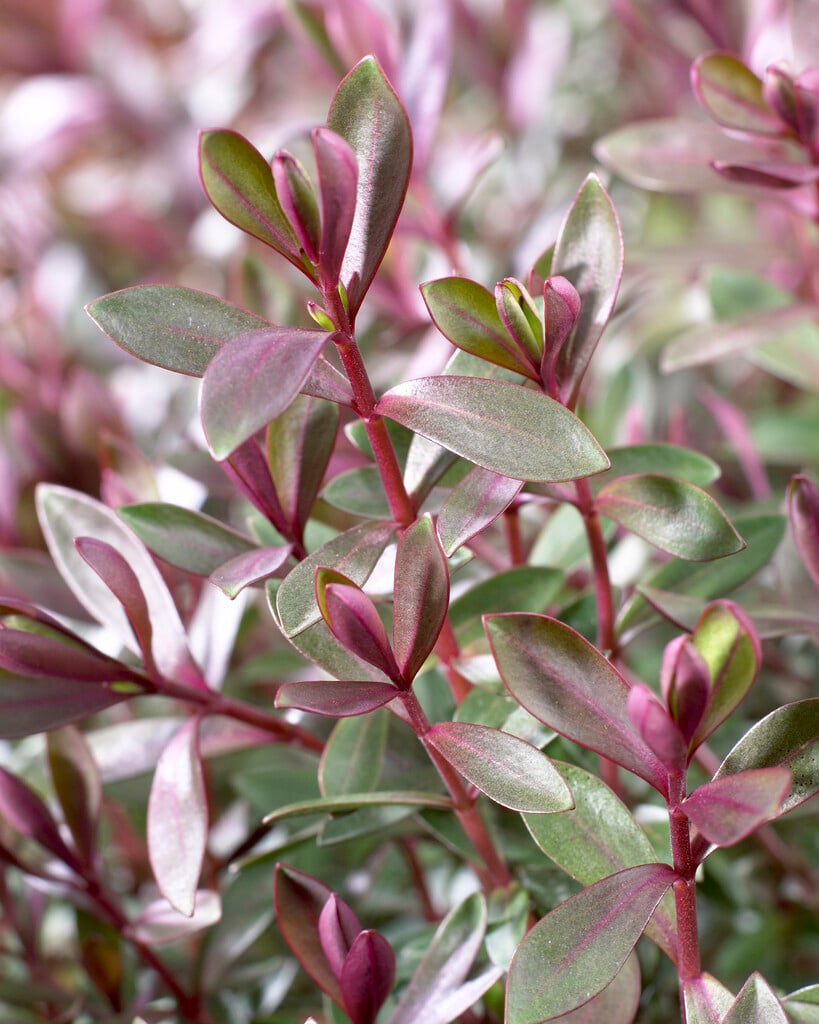 hebe 'Caledonia'