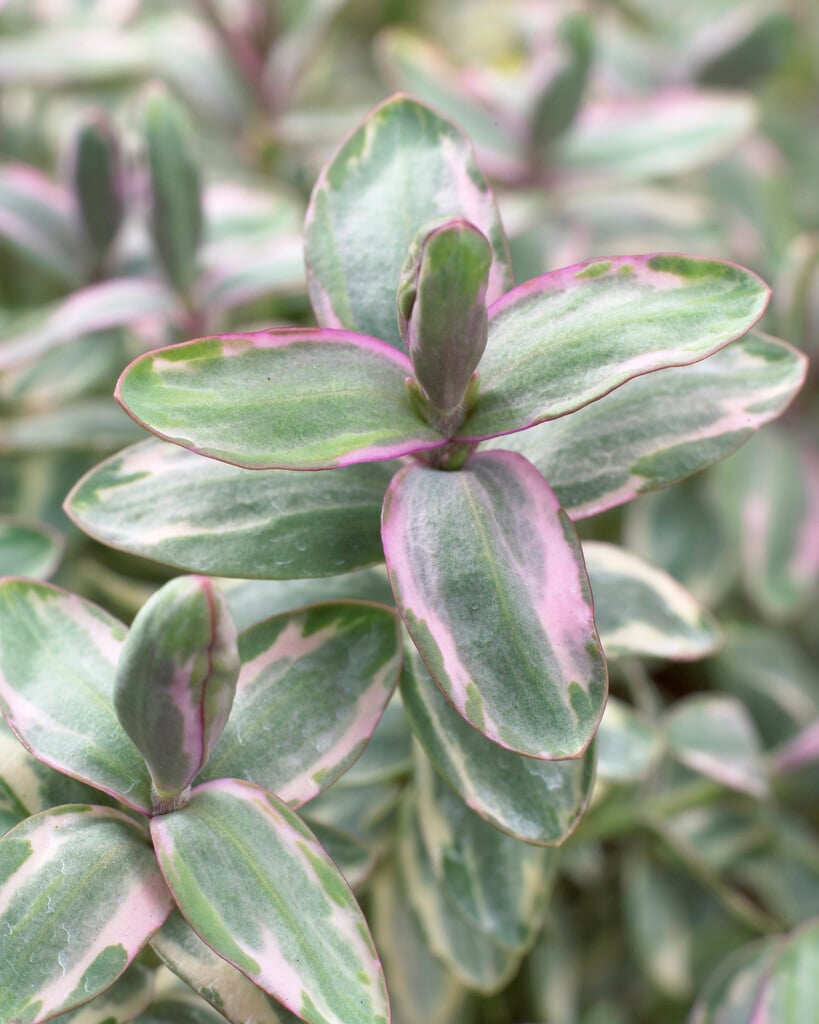 hebe 'Silver Dollar'