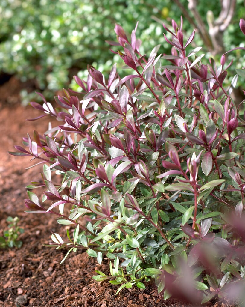 hebe 'Caledonia'