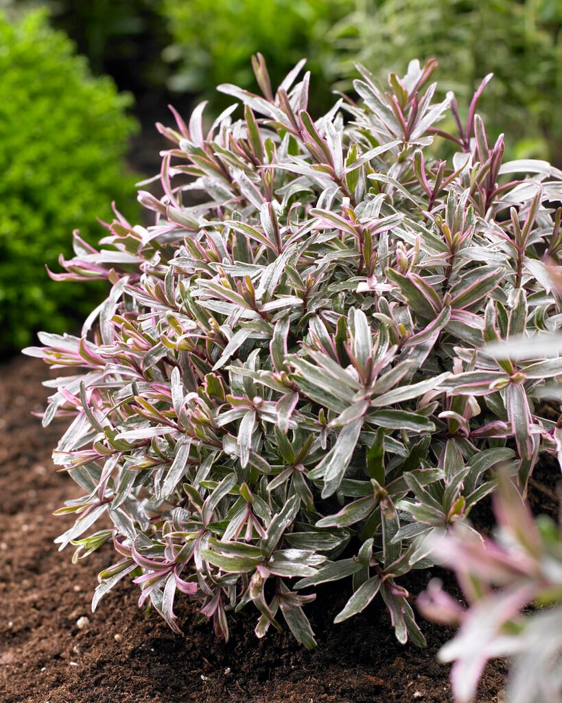 hebe 'Frozen Flame'