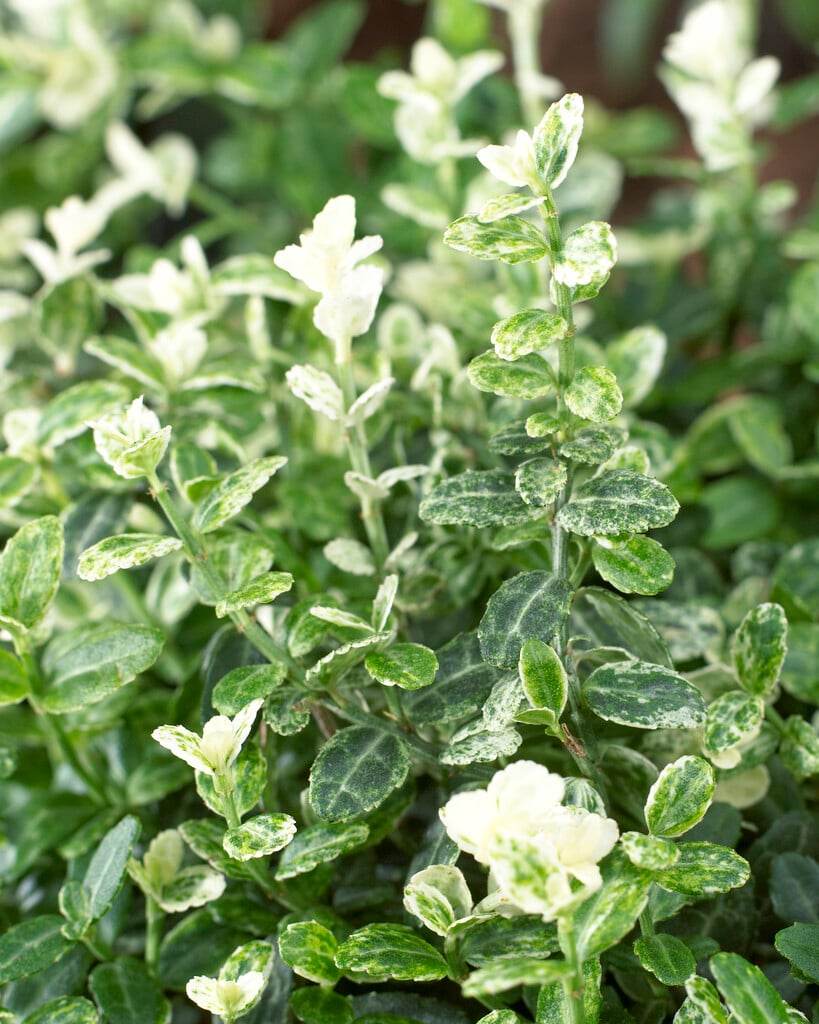 spindle 'Silverstone'