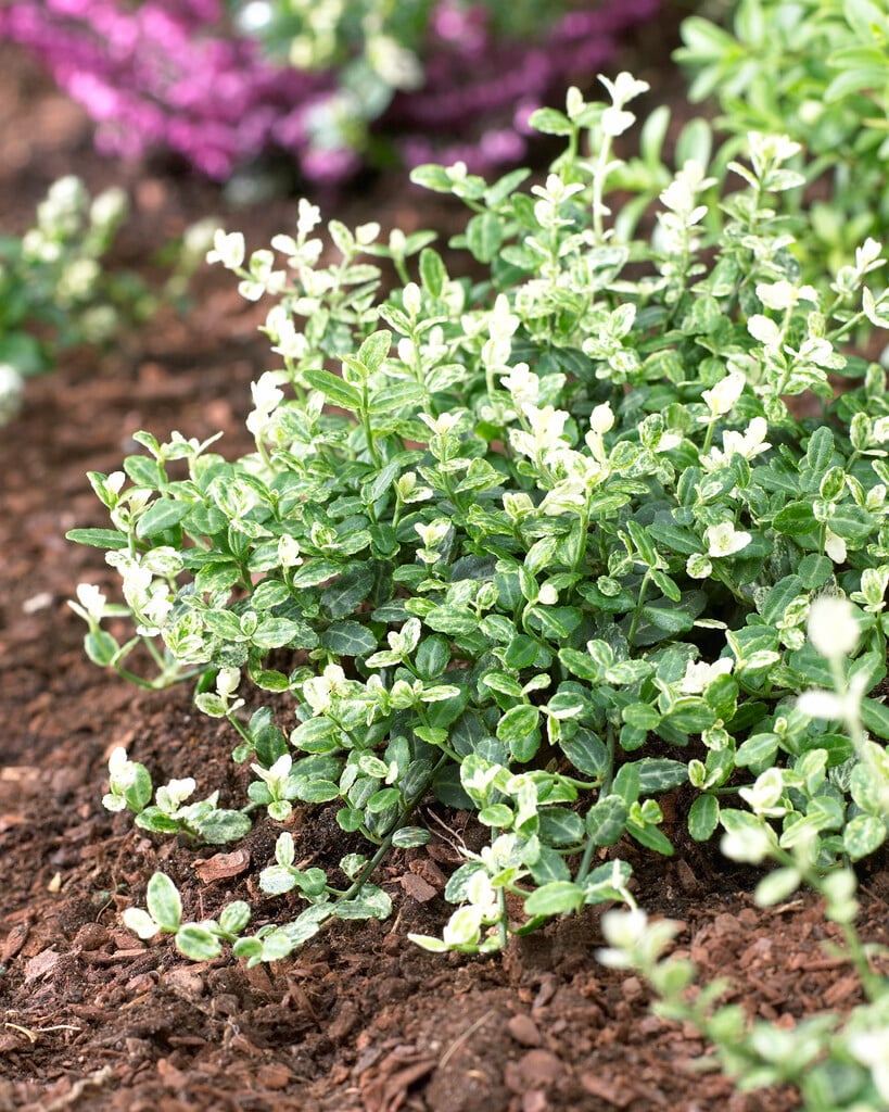 spindle 'Silverstone'
