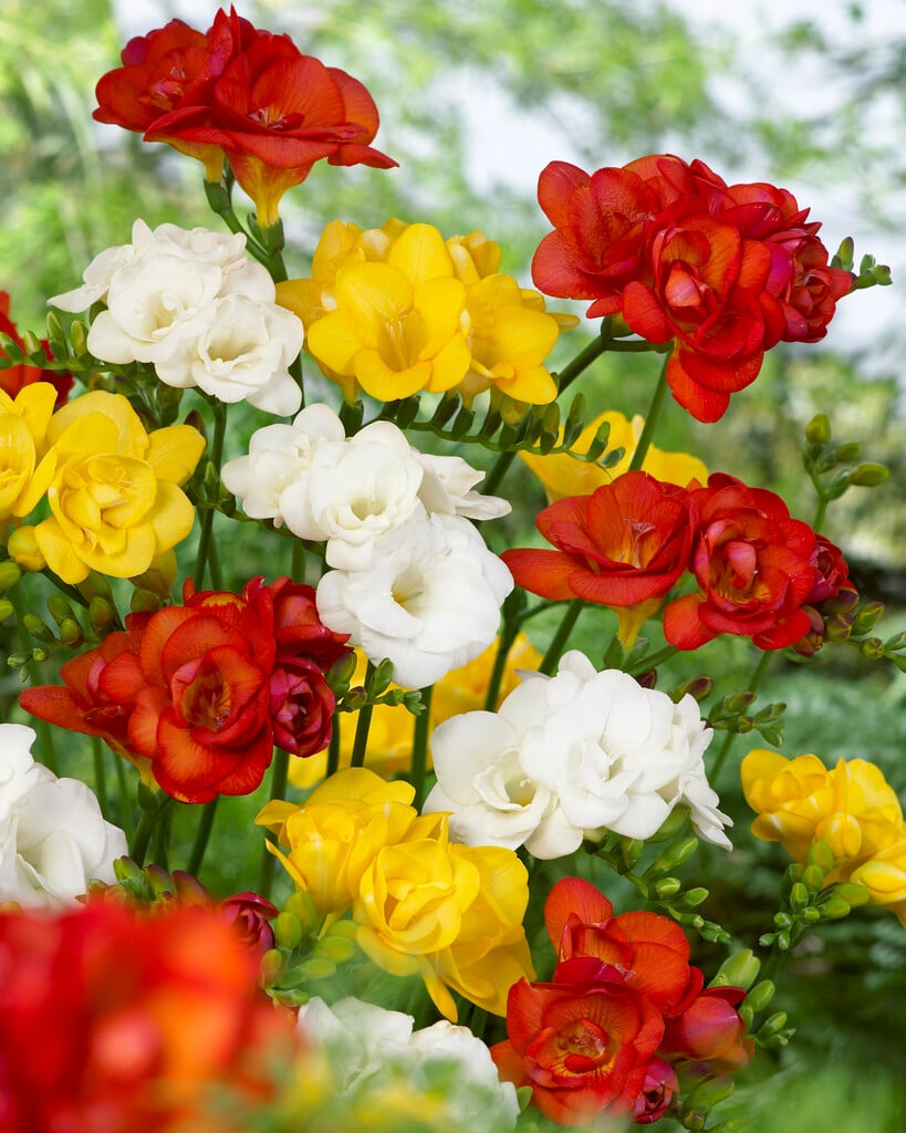freesia double mixed