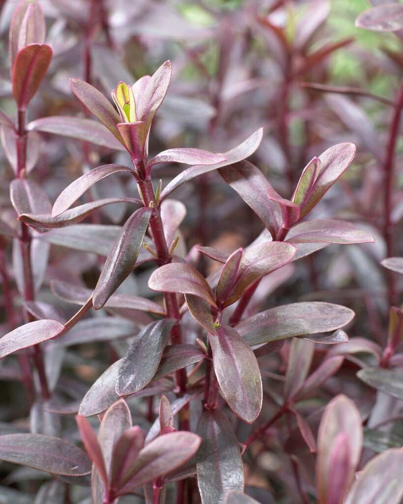 hebe 'Pascal'