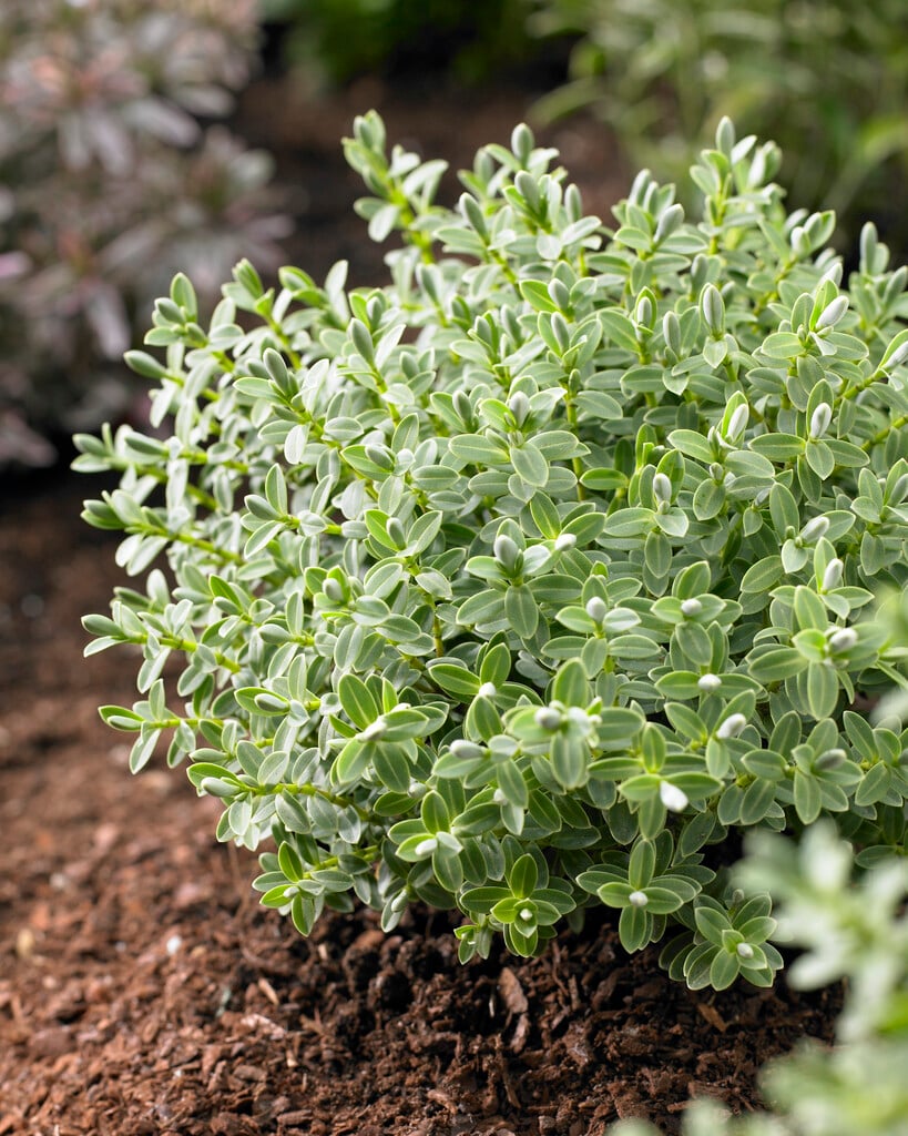 hebe 'Sutherlandii'