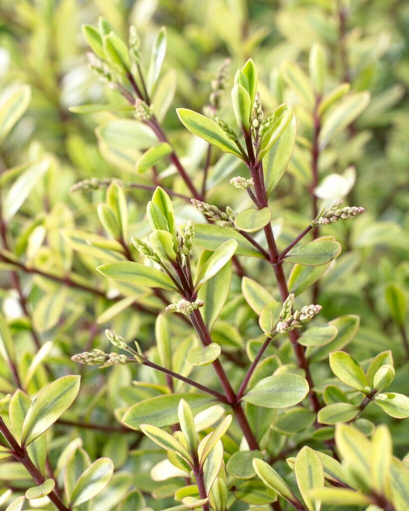 hebe 'Goldrush'