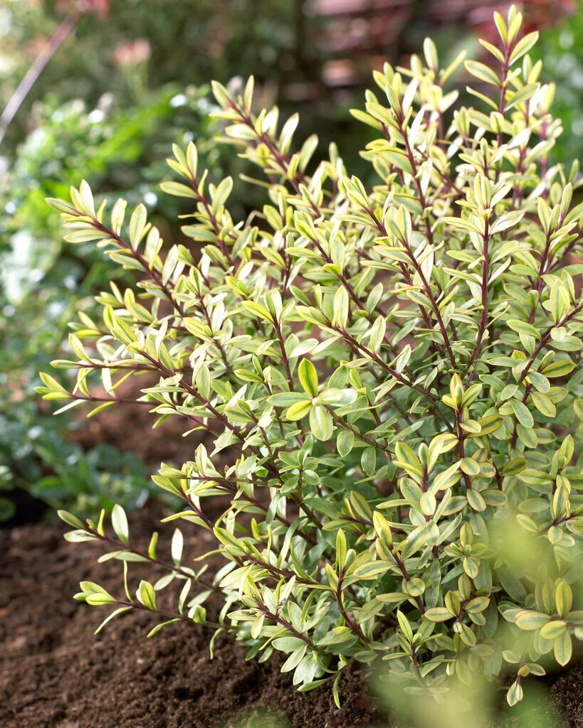 hebe 'Goldrush'