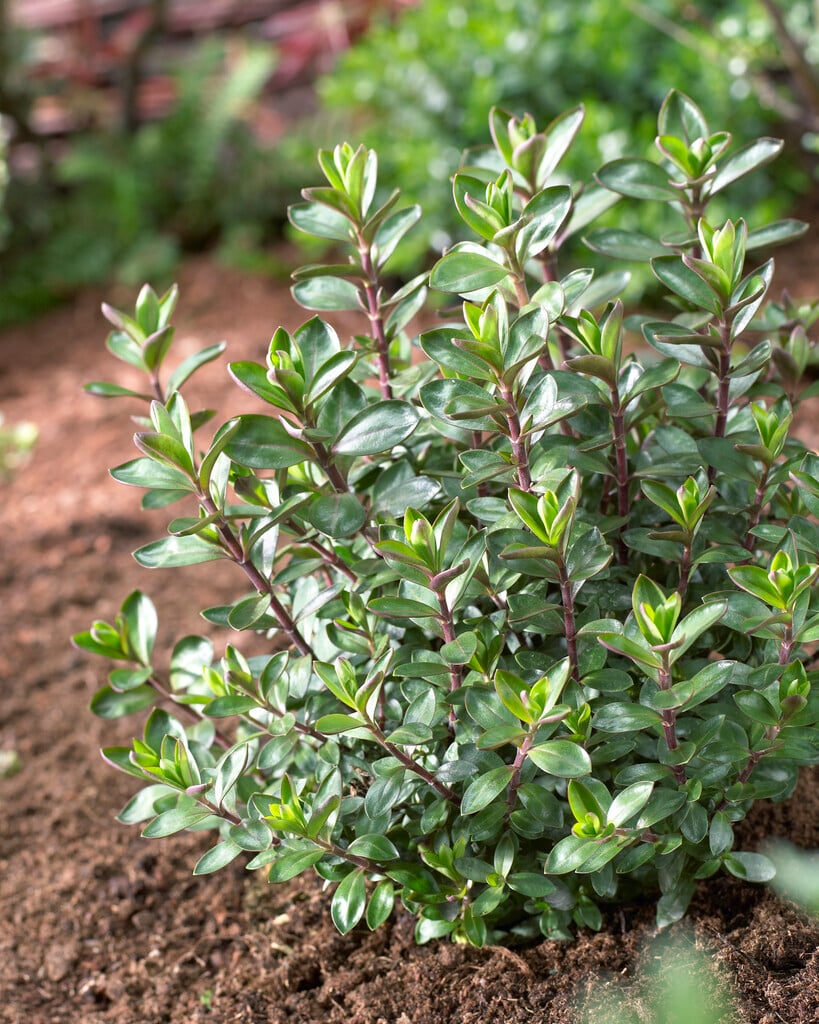 hebe 'Mohawk'